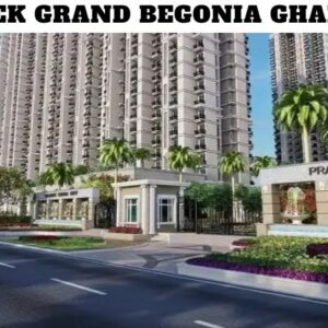 Prateek Grand Begonia